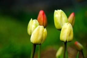 春天黄色郁金香花苞摄影图片